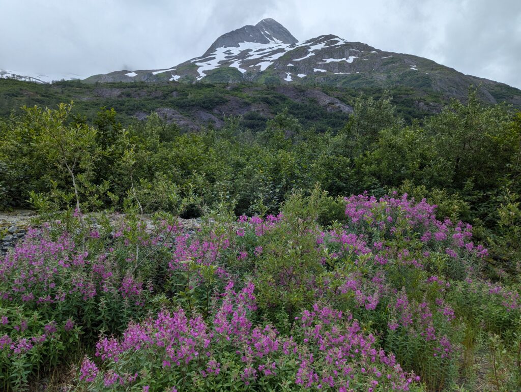 A snowy mountain peak with purple wildflowers in the foreground