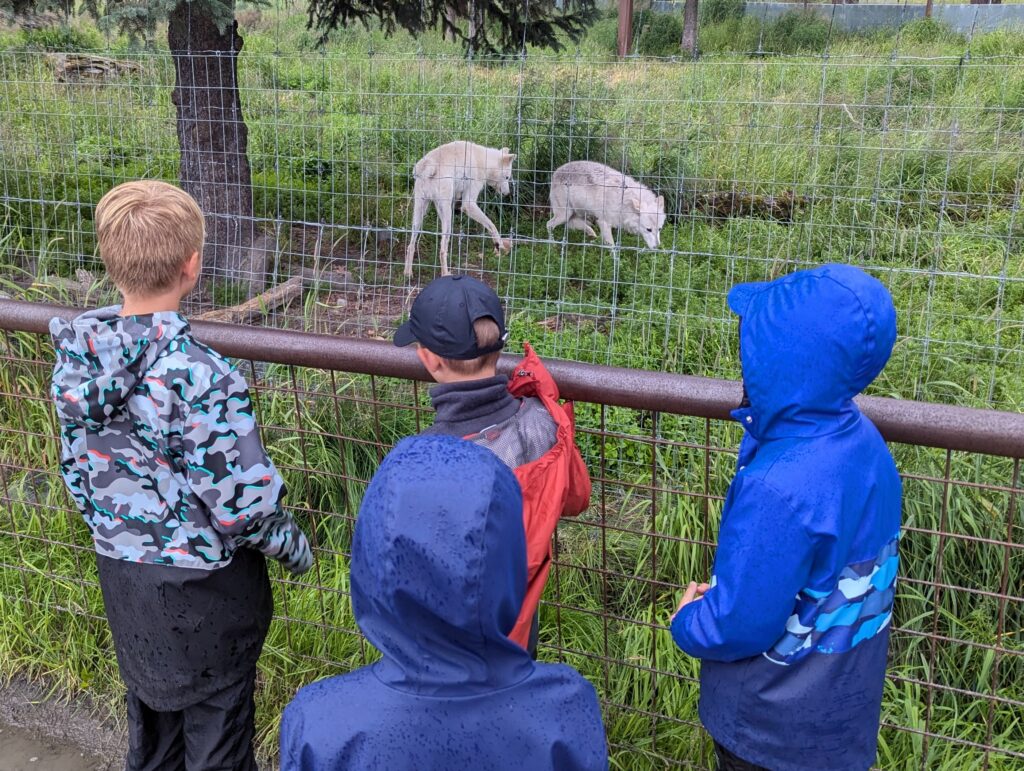 Several children looking at two wolves through a fence in Alaska