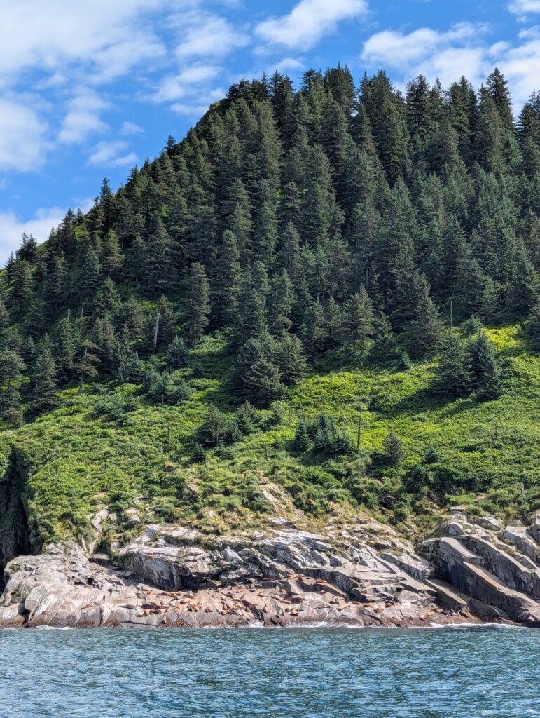 Sea lions basking in the sun on rocks with a tree-lined hill behind them