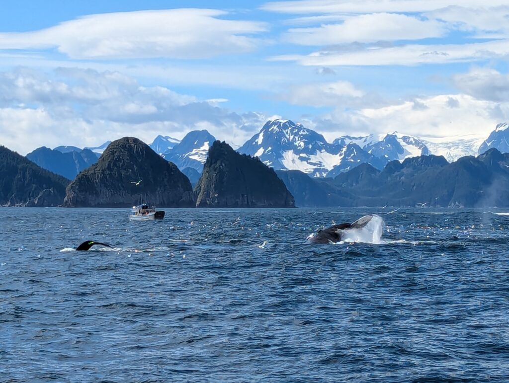 Whales and a boat just above the water with snowy mountains behind them in Kenai Fjords National Park