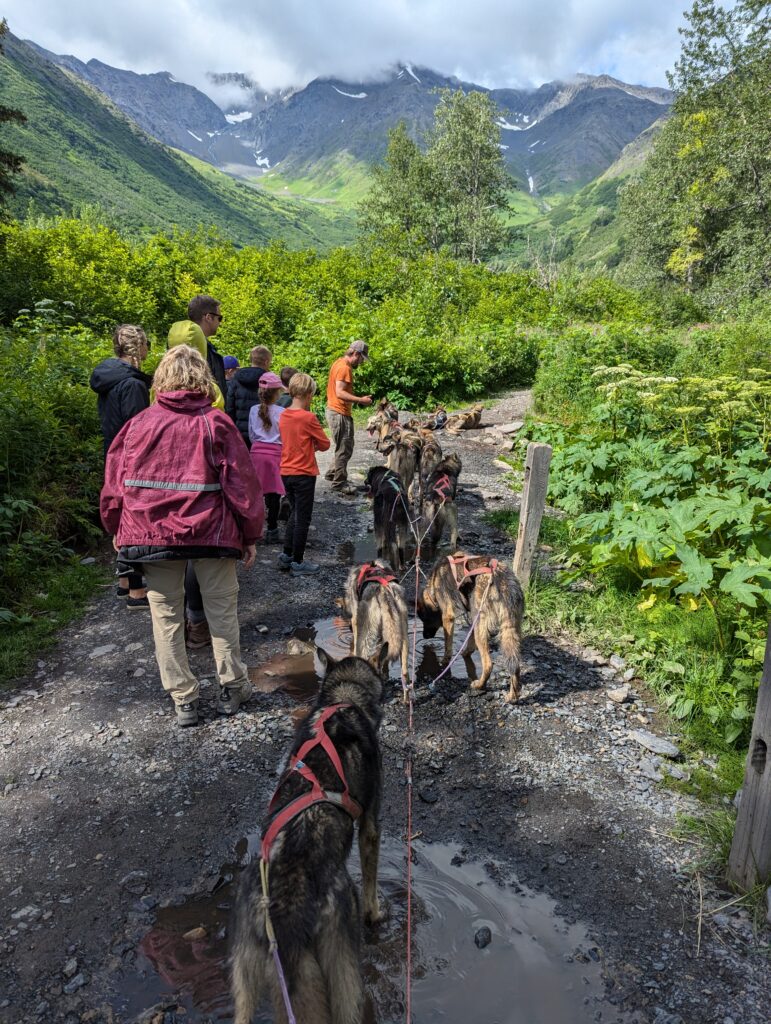 A group of dogs and people on a cloudy day near Girdwood, Alaska