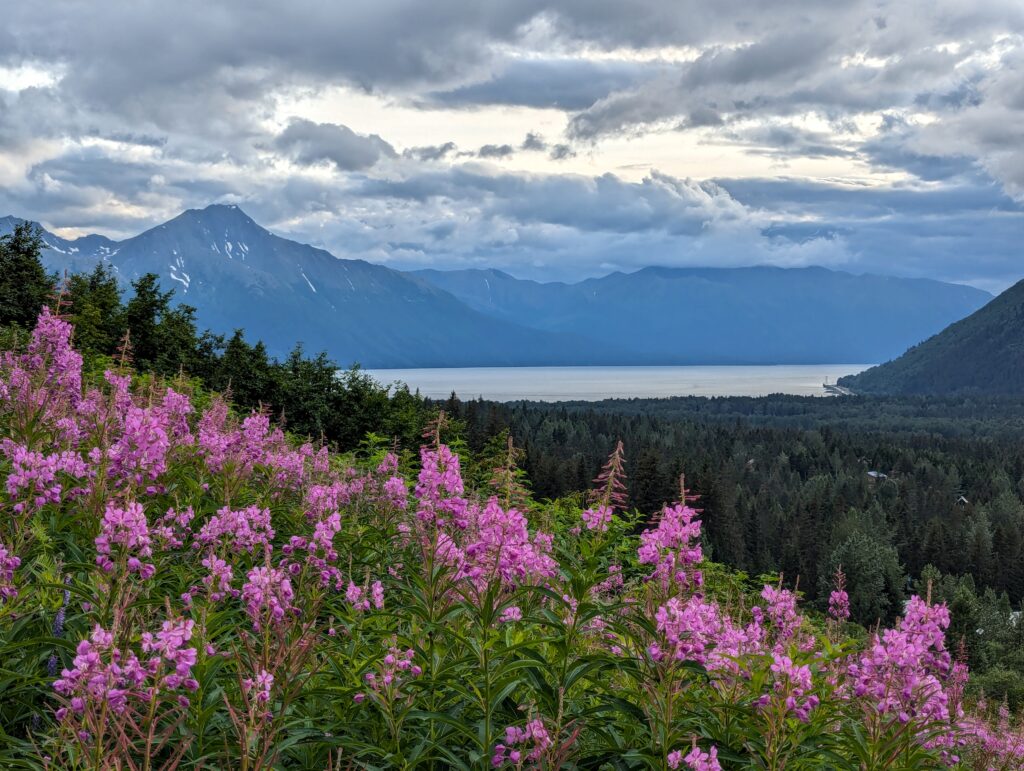 Pink wildflowers with a body of water and mountains on a very cloudy day