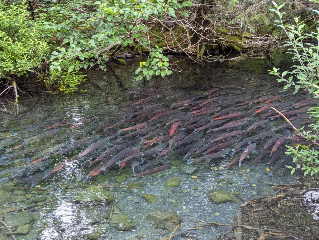 A bunch of salmon in a stream with branches all around them