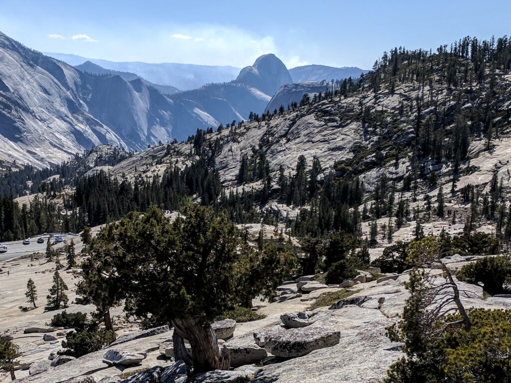 Trees on a rocky landscape with Half Dome in the background